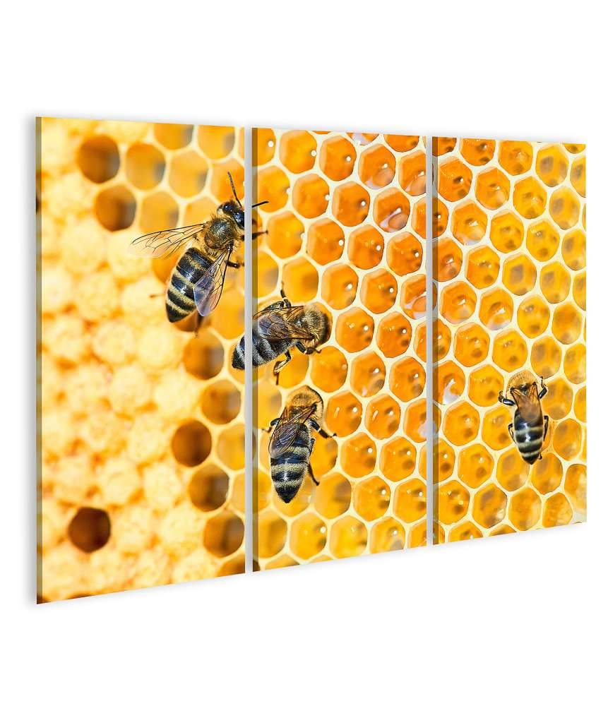 Islandburner Bild auf Leinwand Fleißige Bienen, die eifrig Honig in ihren Waben herstellen