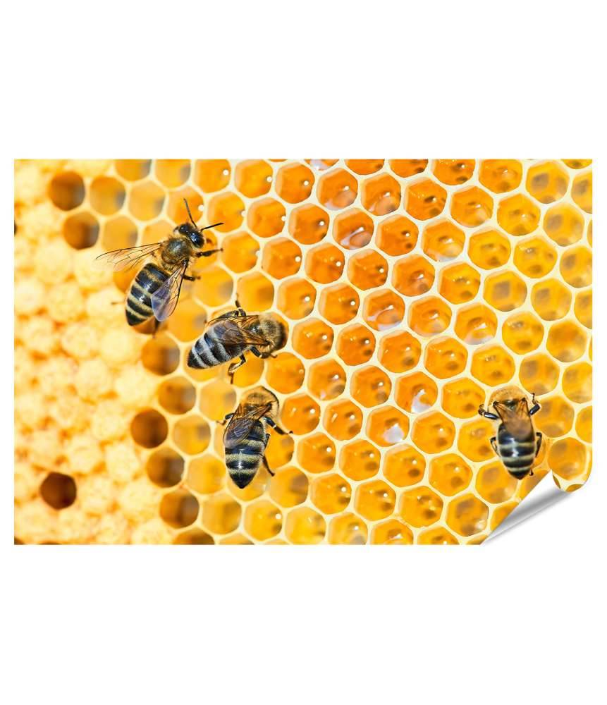 Islandburner XXL Premium Poster Fleißige Bienen, die eifrig Honig in ihren Waben herstellen