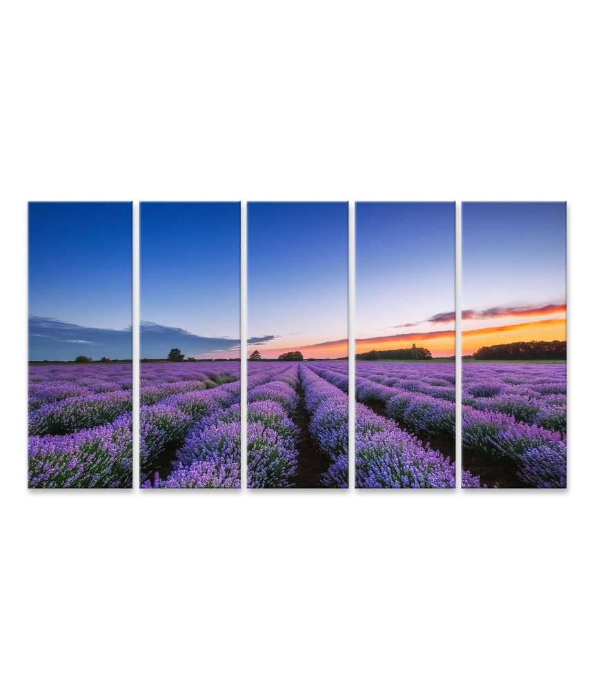 Islandburner Bild auf Leinwand Dramatischer Sonnenaufgang über duftendem Lavendelfeld mit Wolkenkulisse