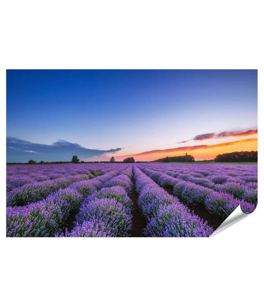 Islandburner Premium Poster Dramatischer Sonnenaufgang über duftendem Lavendelfeld mit Wolkenkulisse