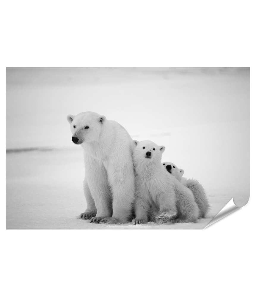 Islandburner Premium Poster Eisbär-Mutter mit Jungen in der eisigen Arktis - Polarbär Wandbild Sonderangebote