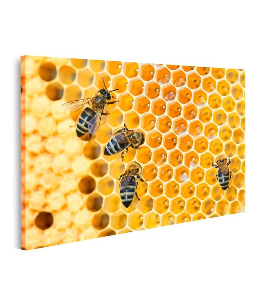 Islandburner Bild auf Leinwand Fleißige Bienen, die eifrig Honig in ihren Waben herstellen