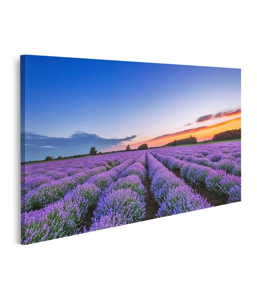 Islandburner Bild auf Leinwand Dramatischer Sonnenaufgang über duftendem Lavendelfeld mit Wolkenkulisse