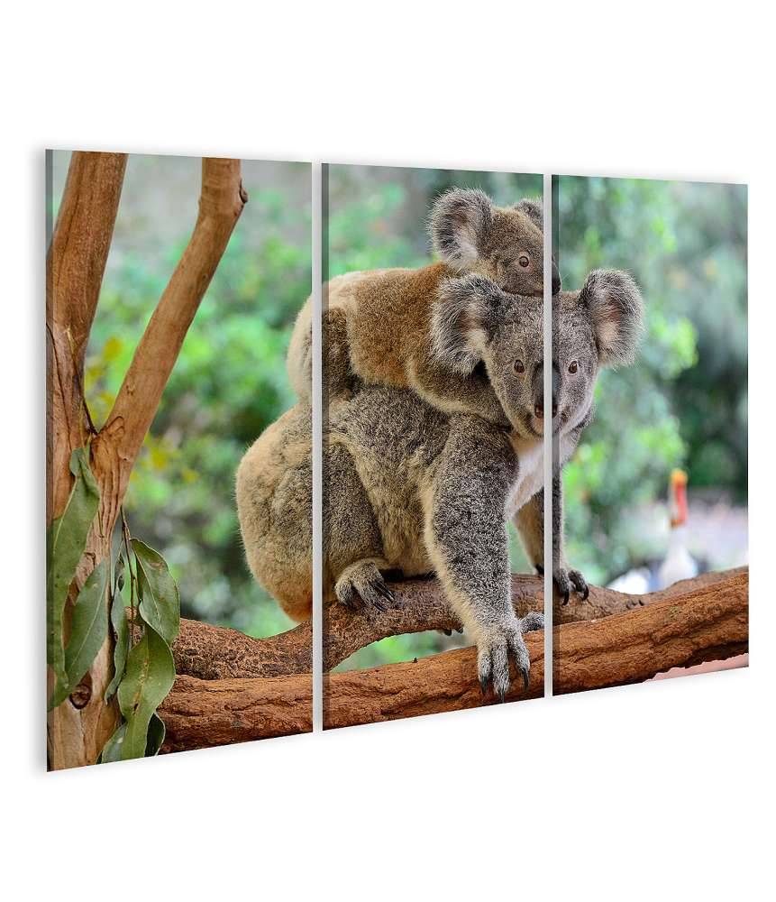 Islandburner Bild auf Leinwand Baby-Koala kuschelt auf dem Rücken seiner Mutter im Eukalyptusbaum