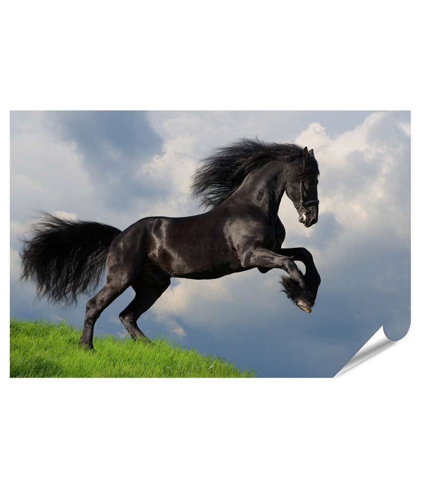 Islandburner XXL Premium Poster Friesisches Pferd in voller Galopp auf Wandbild dargestellt Vatertagsangebot