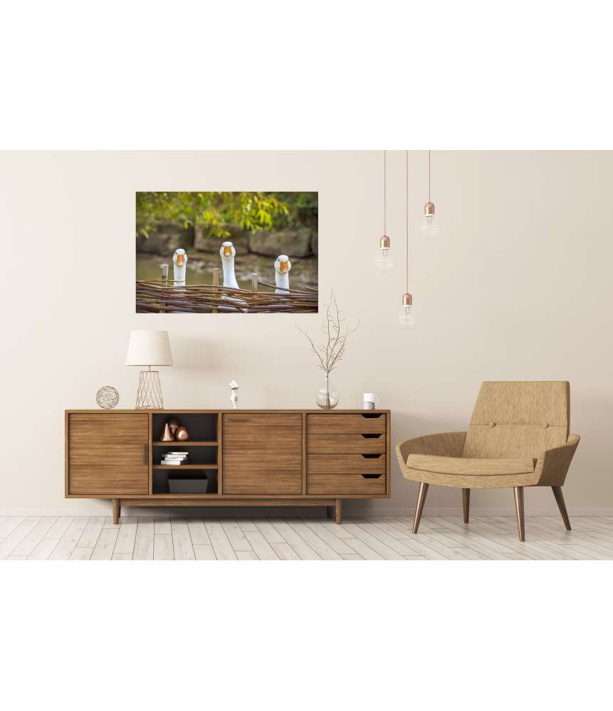 Islandburner XXL Premium Poster Drei heitere weiße Gänse hinter einem Flechtzaun auf einem Wandbild Neueste Mode