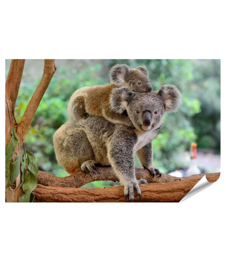 Islandburner XXL Premium Poster Baby-Koala kuschelt auf dem Rücken seiner Mutter im Eukalyptusbaum