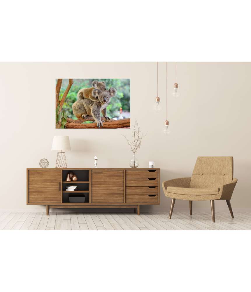 Islandburner XXL Premium Poster Baby-Koala kuschelt auf dem Rücken seiner Mutter im Eukalyptusbaum Exklusive Angebote