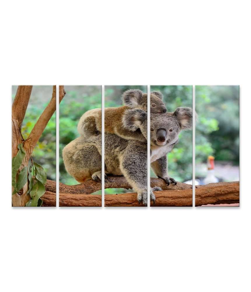 Islandburner Bild auf Leinwand Baby-Koala kuschelt auf dem Rücken seiner Mutter im Eukalyptusbaum