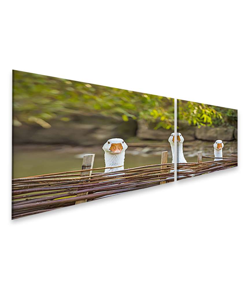 Islandburner Bild auf Leinwand Drei heitere weiße Gänse hinter einem Flechtzaun auf einem Wandbild Angebote