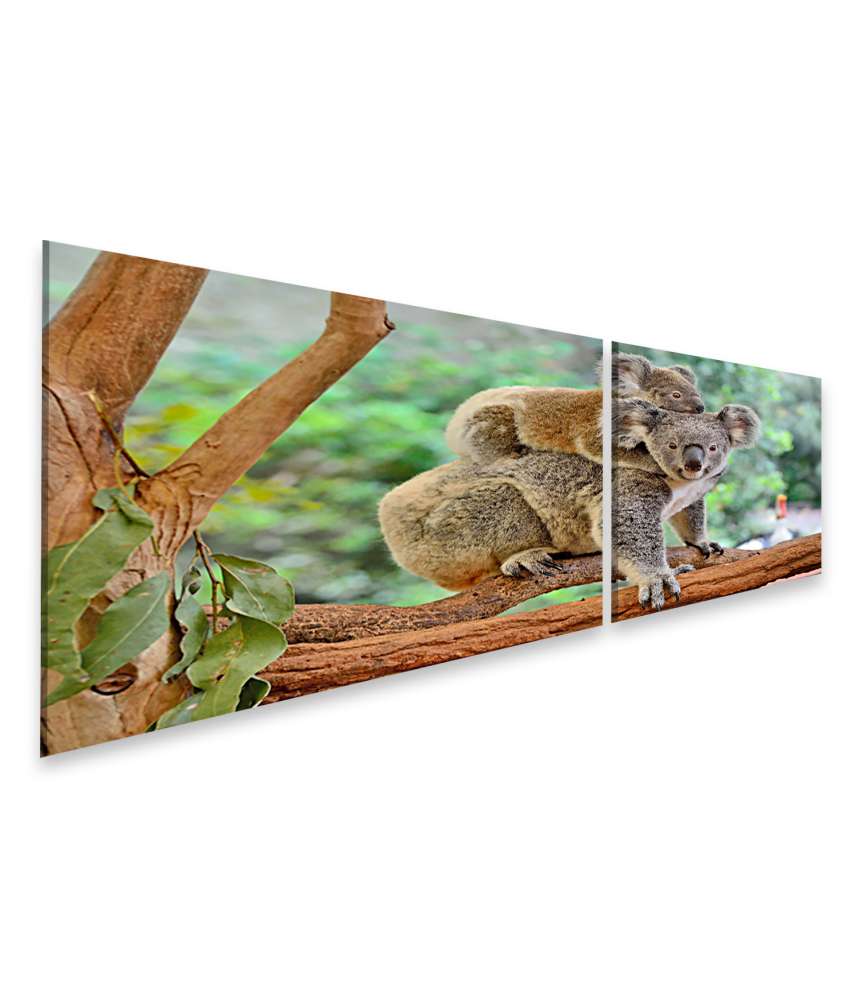 Islandburner Bild auf Leinwand Baby-Koala kuschelt auf dem Rücken seiner Mutter im Eukalyptusbaum