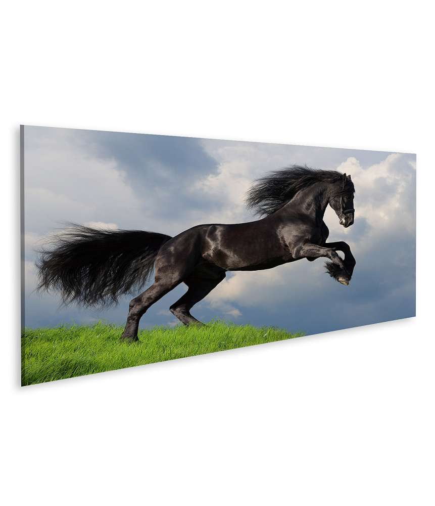 Islandburner Bild auf Leinwand Friesisches Pferd in voller Galopp auf Wandbild dargestellt