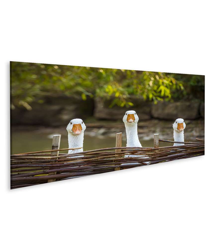 Islandburner Bild auf Leinwand Drei heitere weiße Gänse hinter einem Flechtzaun auf einem Wandbild