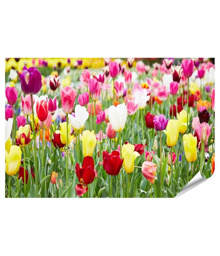 Islandburner Premium Poster Vielfältige Blumenauswahl mit prächtig blühenden Tulpen als Highlight