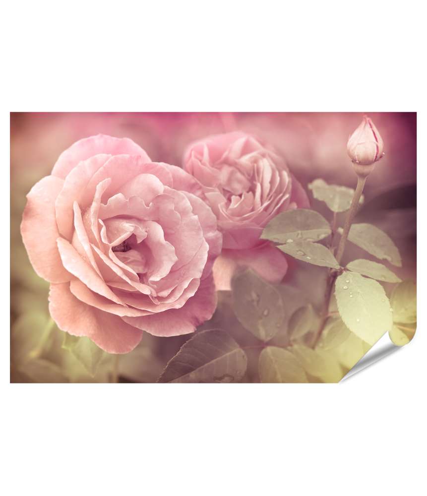 Islandburner Premium Poster Abstraktes Wandbild mit pastellrosa Rosen und Wassertropfen