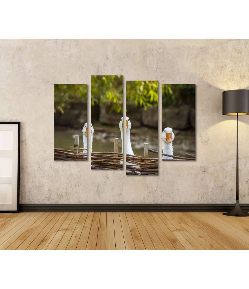 Islandburner Bild auf Leinwand Drei heitere weiße Gänse hinter einem Flechtzaun auf einem Wandbild Verkauf