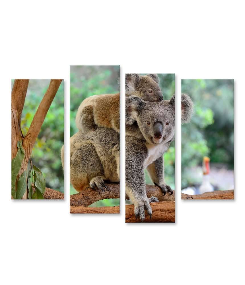 Islandburner Bild auf Leinwand Baby-Koala kuschelt auf dem Rücken seiner Mutter im Eukalyptusbaum