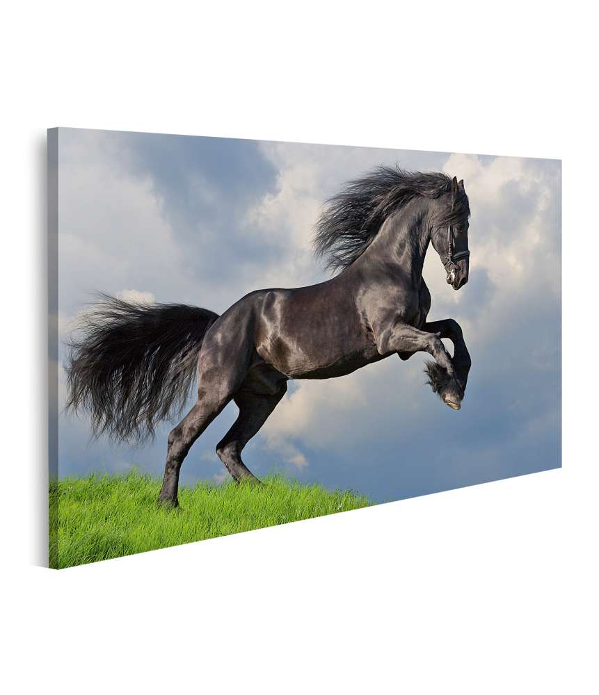 Islandburner Bild auf Leinwand Friesisches Pferd in voller Galopp auf Wandbild dargestellt
