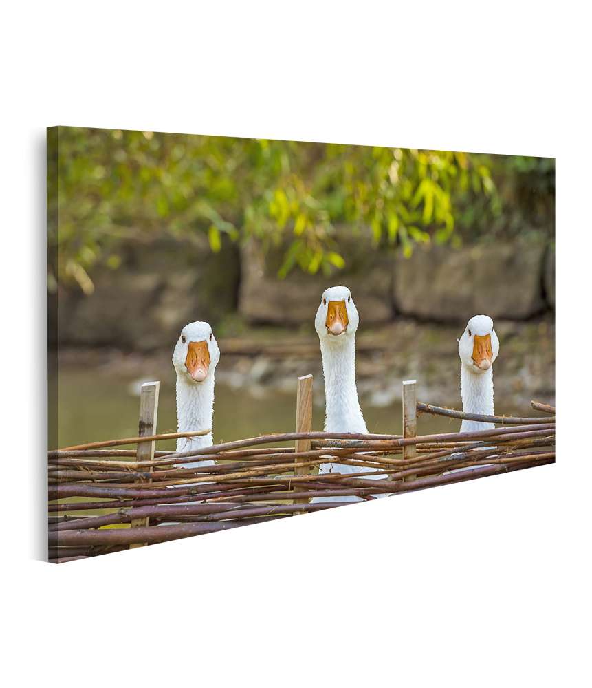 Islandburner Bild auf Leinwand Drei heitere weiße Gänse hinter einem Flechtzaun auf einem Wandbild