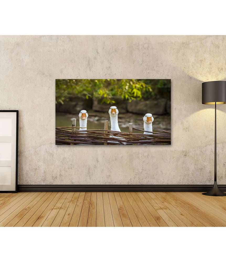 Islandburner Bild auf Leinwand Drei heitere weiße Gänse hinter einem Flechtzaun auf einem Wandbild Online Outlet
