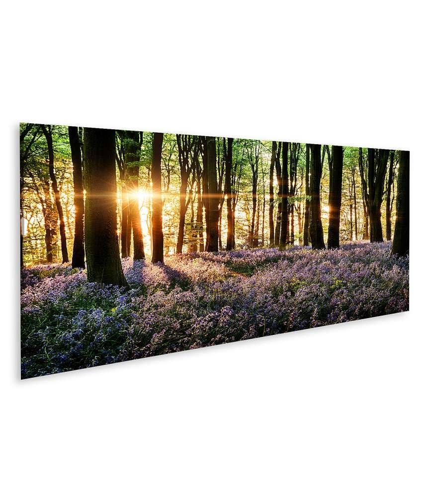 Islandburner Bild auf Leinwand Morgenlicht erweckt blühende Glockenblumen im Wald zum Leben Hotsell