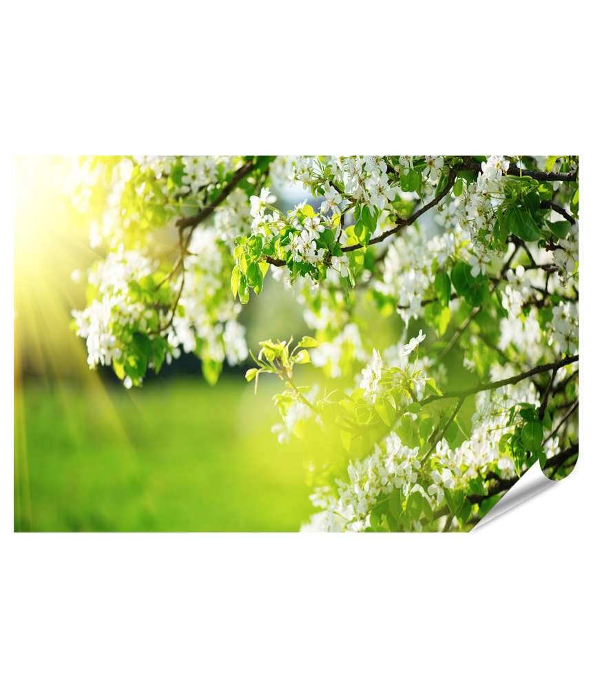 Islandburner Premium Poster Frühlingsblüte: Naturszene mit blühendem Baum und strahlender Sonne