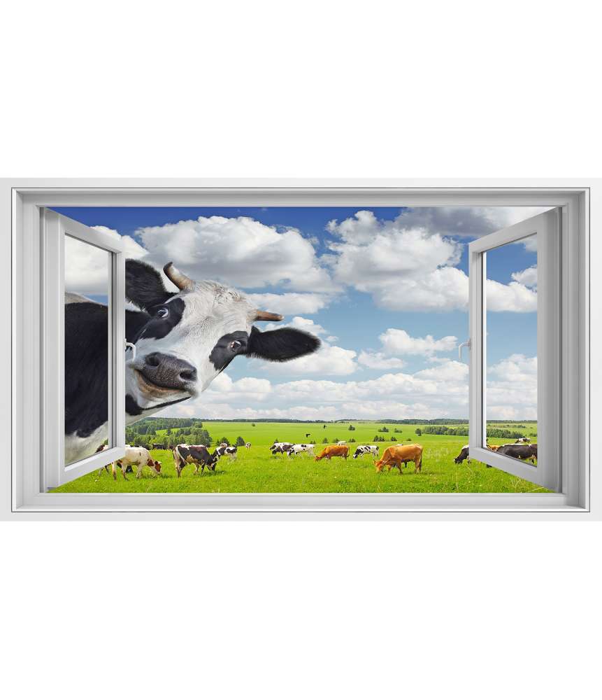 Islandburner Bild auf Leinwand Lustige Kuh blickt in Kamera durch Fenster - Wandbild Clearance-Verkauf