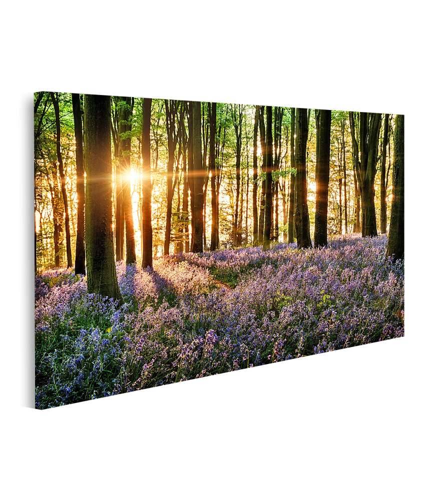 Islandburner Bild auf Leinwand Morgenlicht erweckt blühende Glockenblumen im Wald zum Leben Blitzverkäufe