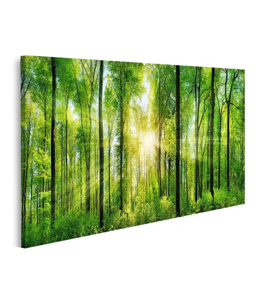 Islandburner Bild auf Leinwand Panoramabild eines frischgrünen Waldes mit Sonnenstrahlen durch Laubbäume Fabrikpreis