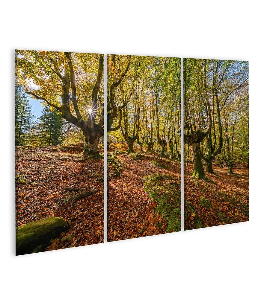 Islandburner Bild auf Leinwand Mystischer Otzarreta Wald im Gorbea Naturpark, Bizkaia, Baskenland