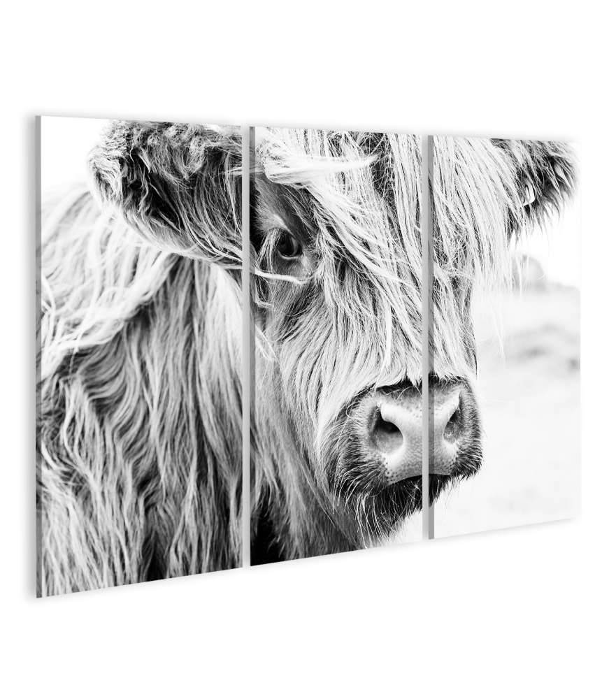 Islandburner Bild auf Leinwand Monochromes Wandbild einer schottischen Kuh auf einer Wiese Nur für heute