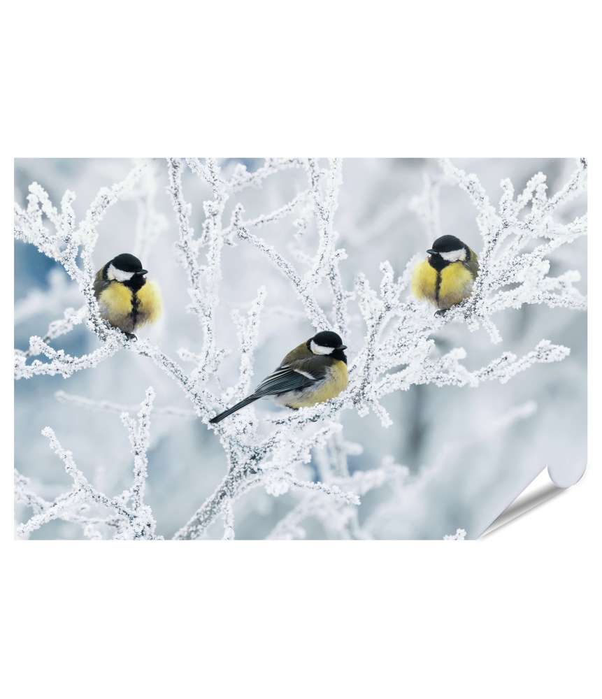 Islandburner XXL Premium Poster Frostbedeckte Zweige mit Vögeln im winterlichen Garten als Wandbild Im Verkauf