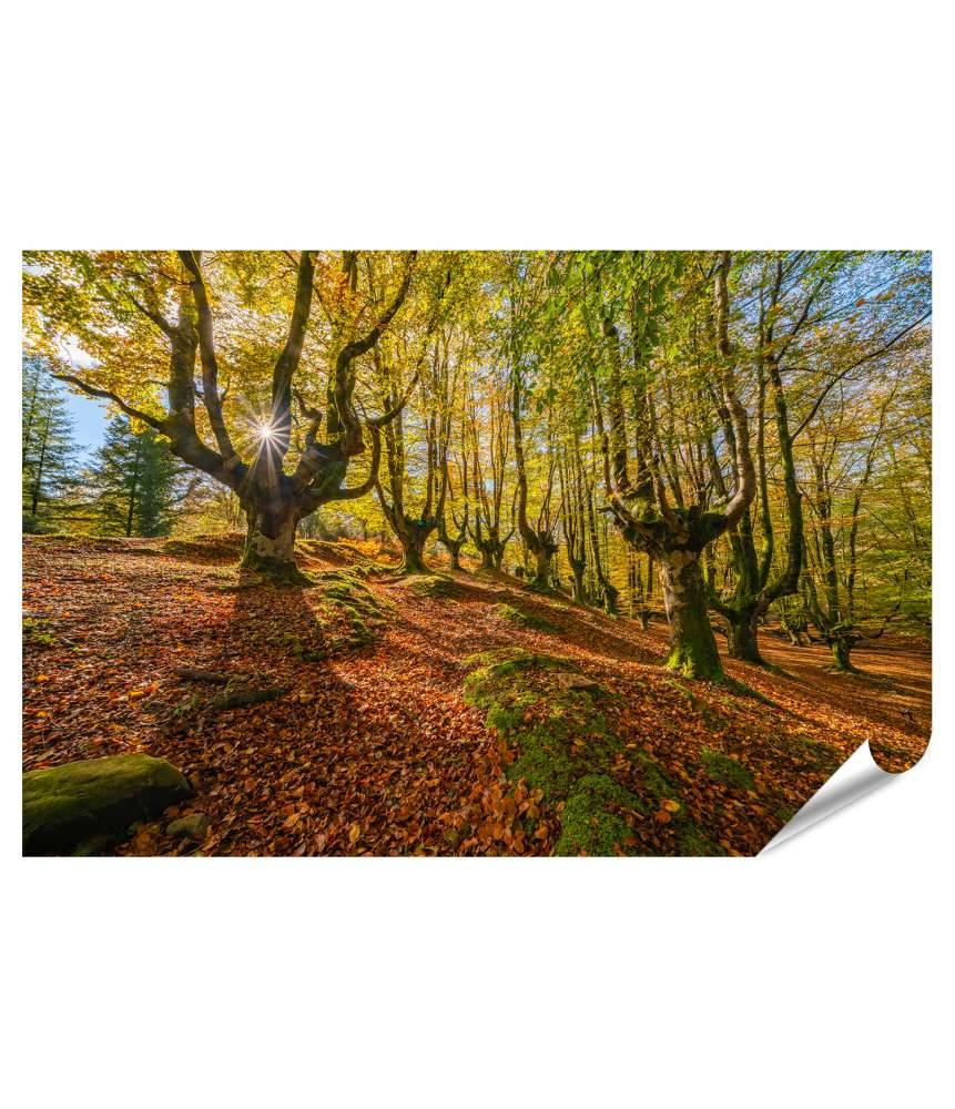Islandburner XXL Premium Poster Mystischer Otzarreta Wald im Gorbea Naturpark, Bizkaia, Baskenland 50% Rabatt für begrenzte Zeit