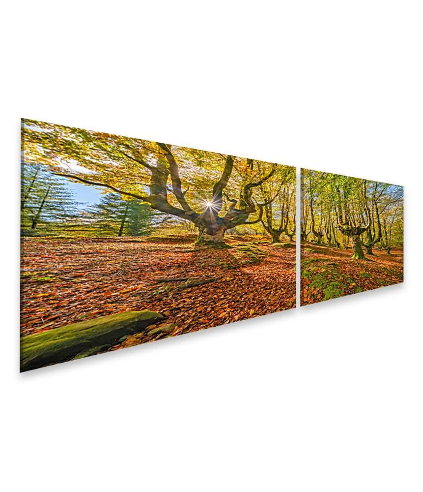Islandburner Bild auf Leinwand Mystischer Otzarreta Wald im Gorbea Naturpark, Bizkaia, Baskenland Valentinstagsangebot