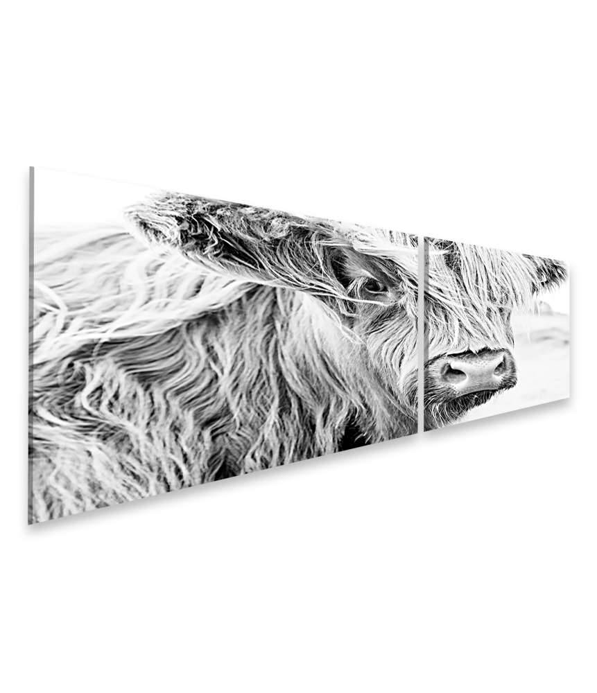 Islandburner Bild auf Leinwand Monochromes Wandbild einer schottischen Kuh auf einer Wiese Exklusive Angebote