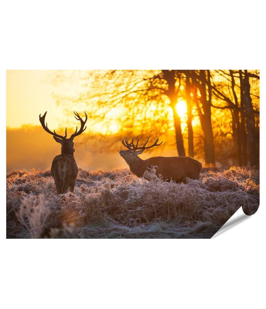 Islandburner Premium Poster Zwei Rehe genießen die Morgensonne auf dem Wandbild Riesige Rabatte
