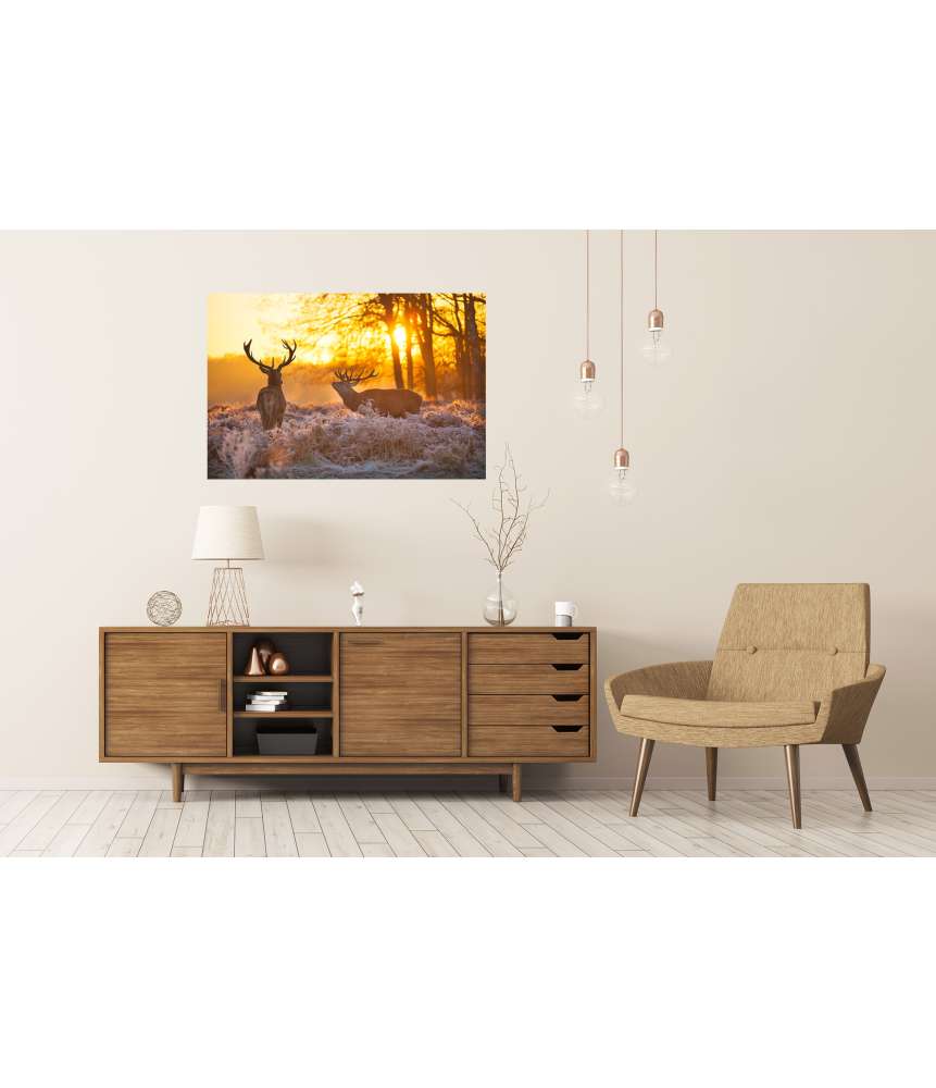 Islandburner Premium Poster Zwei Rehe genießen die Morgensonne auf dem Wandbild Riesige Rabatte