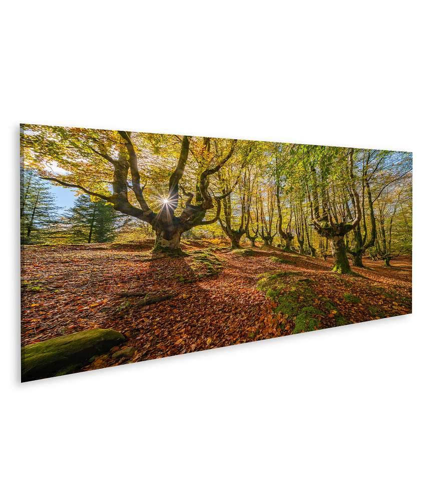 Islandburner Bild auf Leinwand Mystischer Otzarreta Wald im Gorbea Naturpark, Bizkaia, Baskenland Black Friday Preise