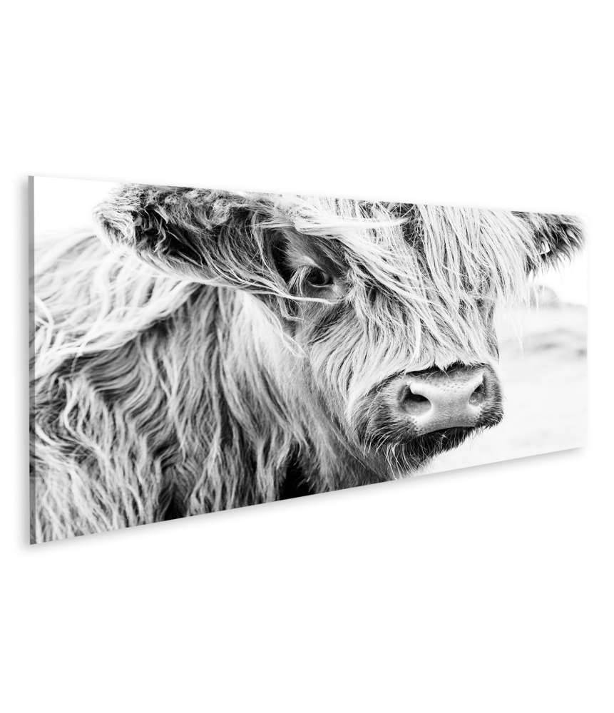 Islandburner Bild auf Leinwand Monochromes Wandbild einer schottischen Kuh auf einer Wiese Rabatt