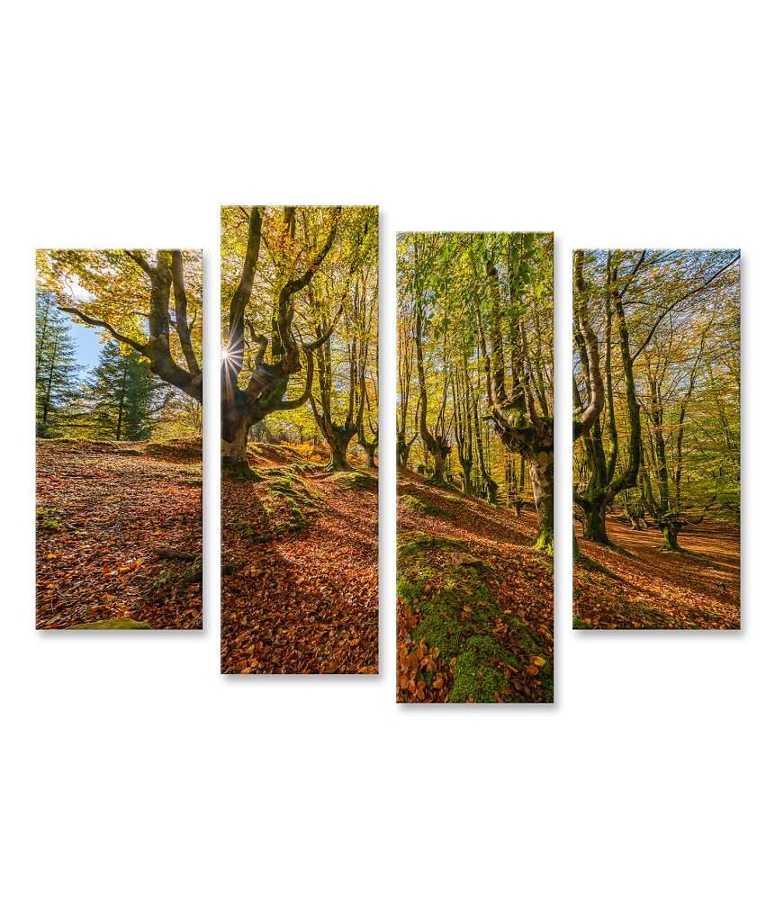 Islandburner Bild auf Leinwand Mystischer Otzarreta Wald im Gorbea Naturpark, Bizkaia, Baskenland