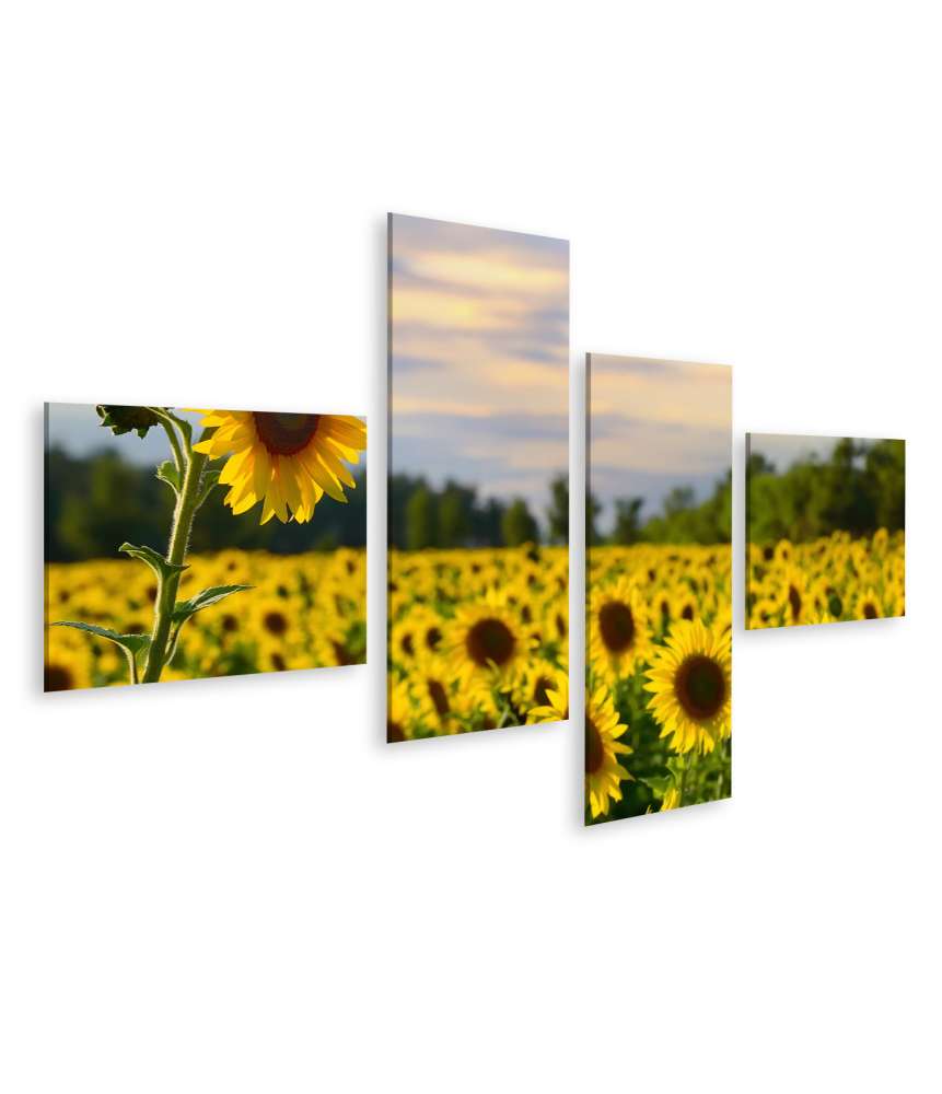 Islandburner Bild auf Leinwand Prächtiges Wandbild eines Sonnenblumenfelds bei zauberhaftem Abendhimmel Bestseller