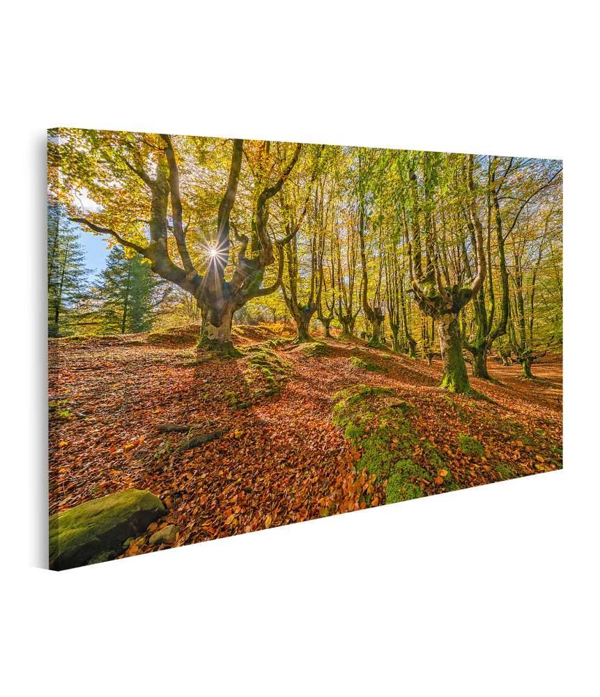 Islandburner Bild auf Leinwand Mystischer Otzarreta Wald im Gorbea Naturpark, Bizkaia, Baskenland Super Sparpreis