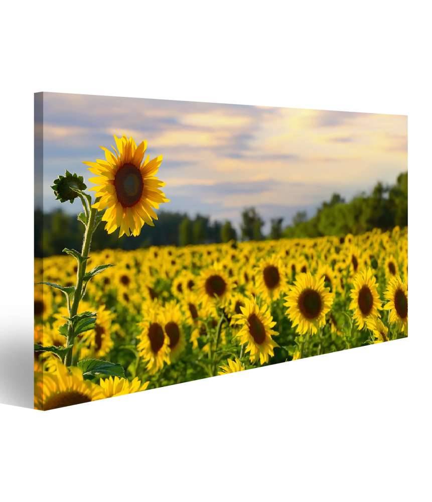 Islandburner Bild auf Leinwand Prächtiges Wandbild eines Sonnenblumenfelds bei zauberhaftem Abendhimmel Letzte 2 Tage