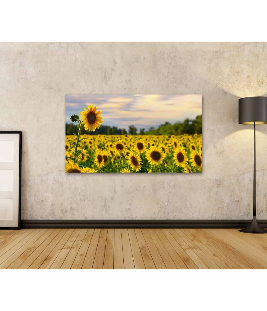 Islandburner Bild auf Leinwand Prächtiges Wandbild eines Sonnenblumenfelds bei zauberhaftem Abendhimmel Letzte 2 Tage