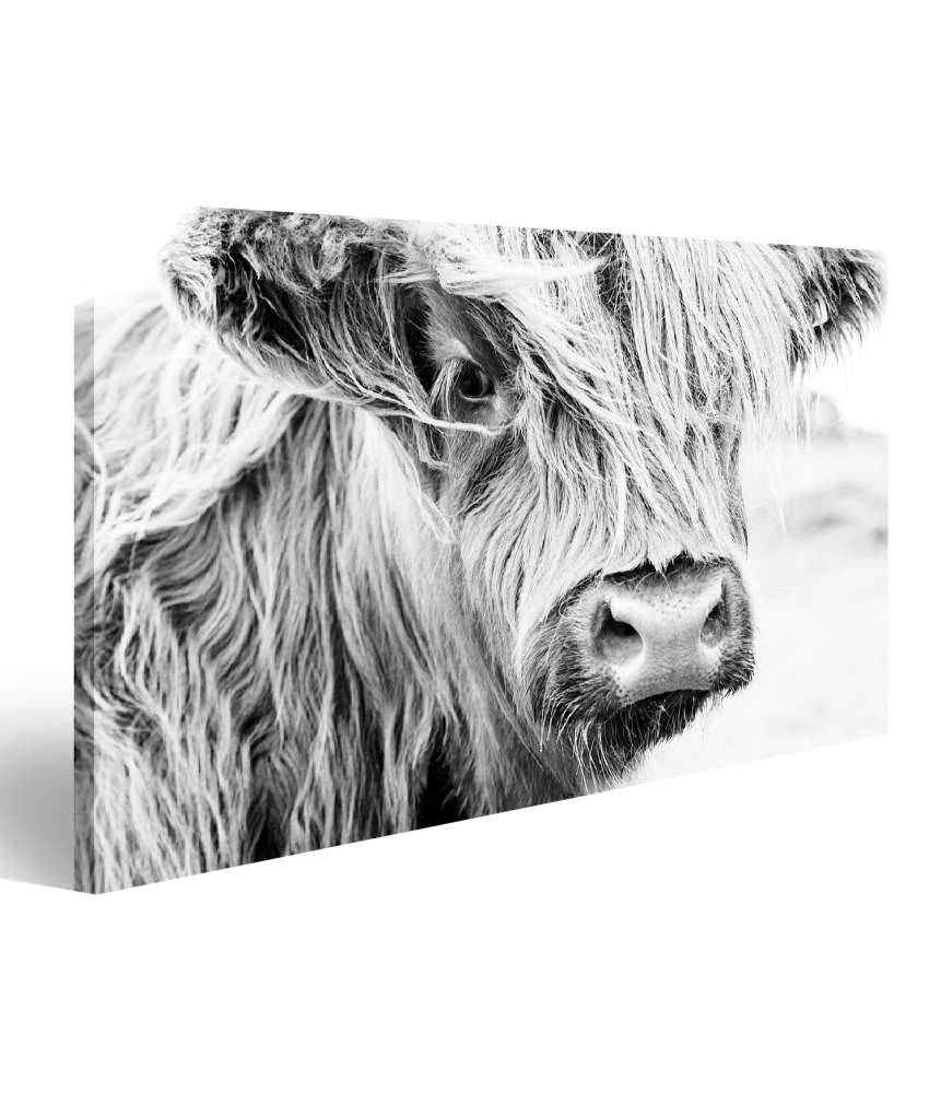 Islandburner Bild auf Leinwand Monochromes Wandbild einer schottischen Kuh auf einer Wiese Letzter Tag