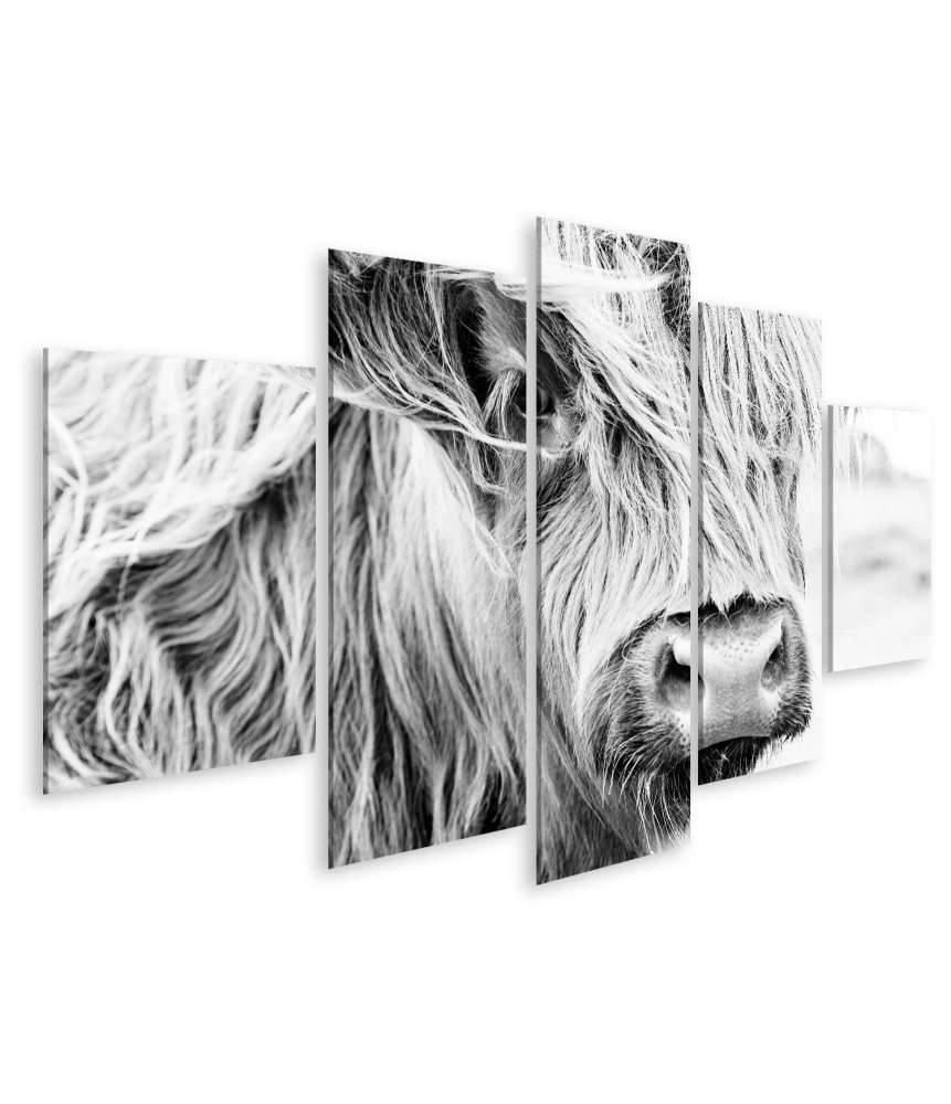 Islandburner Bild auf Leinwand Monochromes Wandbild einer schottischen Kuh auf einer Wiese 2025