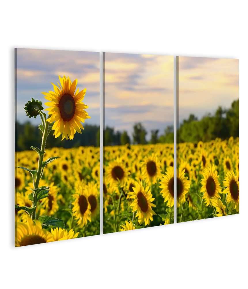 Islandburner Bild auf Leinwand Prächtiges Wandbild eines Sonnenblumenfelds bei zauberhaftem Abendhimmel Valentinstagsangebot