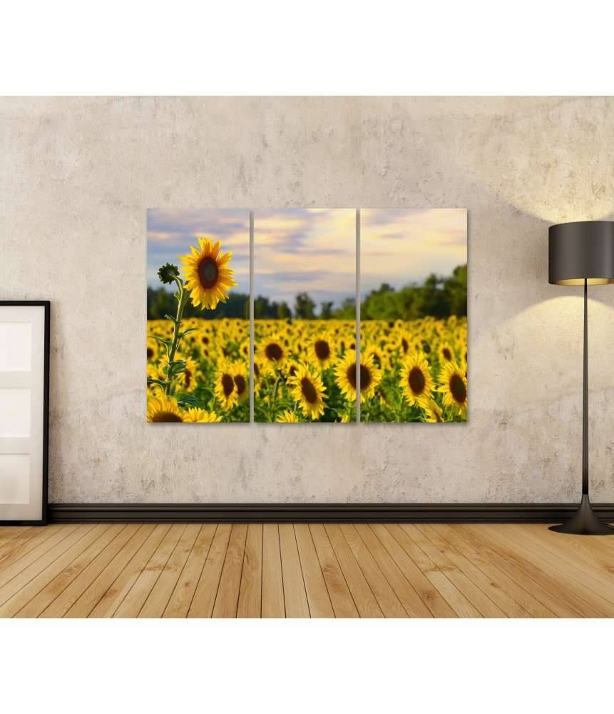 Islandburner Bild auf Leinwand Prächtiges Wandbild eines Sonnenblumenfelds bei zauberhaftem Abendhimmel Valentinstagsangebot