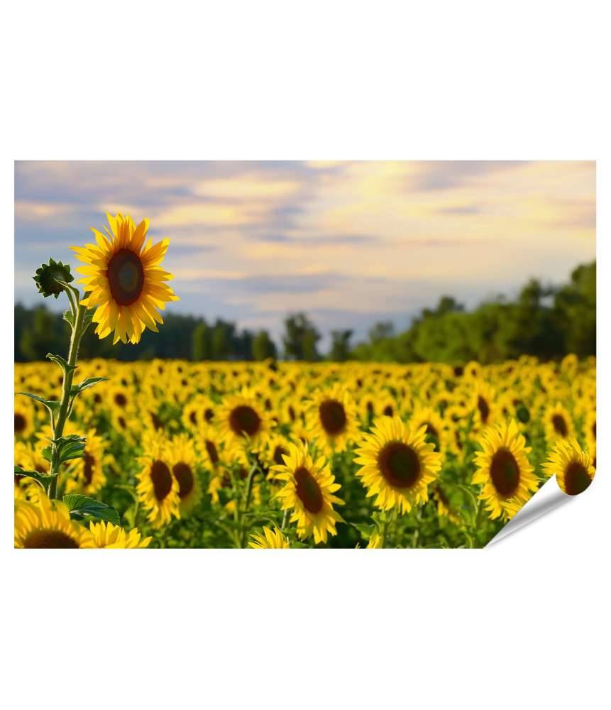 Islandburner XXL Premium Poster Prächtiges Wandbild eines Sonnenblumenfelds bei zauberhaftem Abendhimmel Begrenzte Freigabe