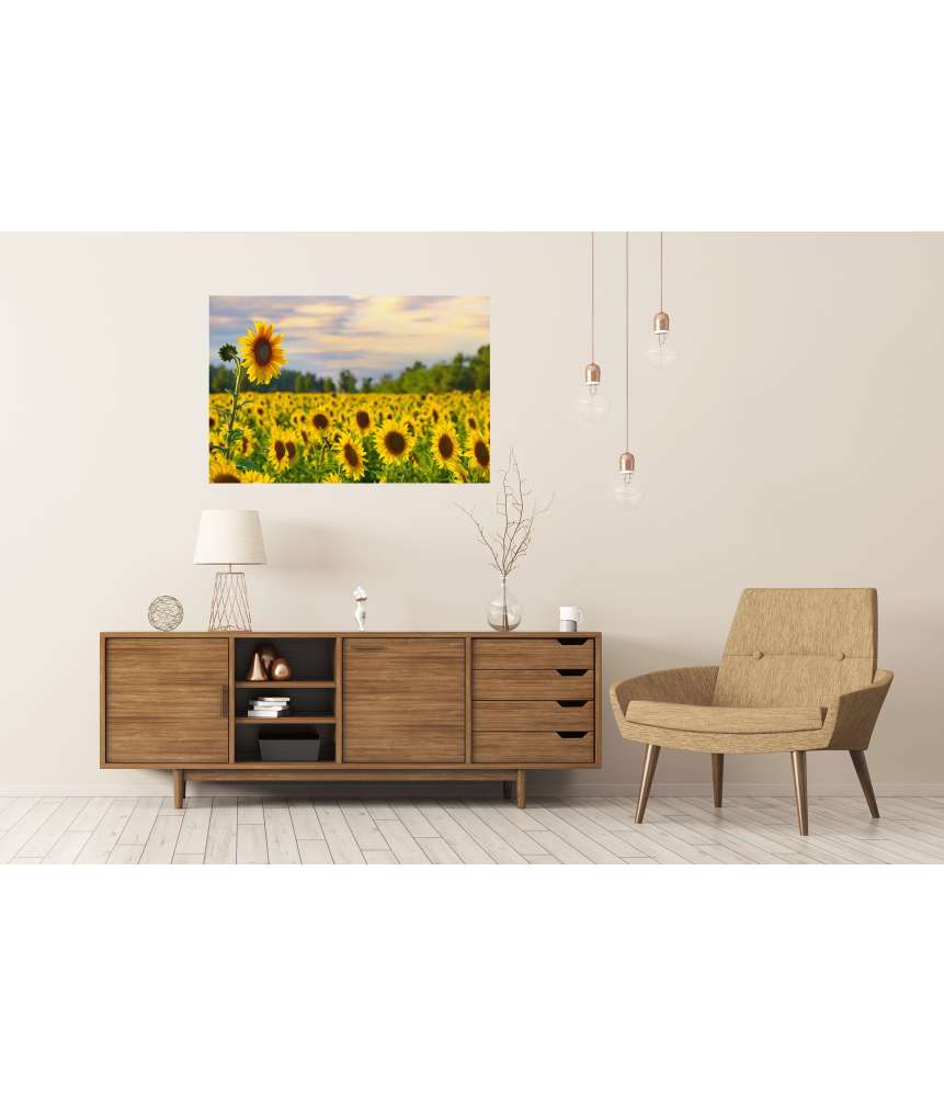 Islandburner XXL Premium Poster Prächtiges Wandbild eines Sonnenblumenfelds bei zauberhaftem Abendhimmel Begrenzte Freigabe